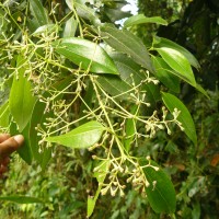 Cinnamomum verum J.Presl